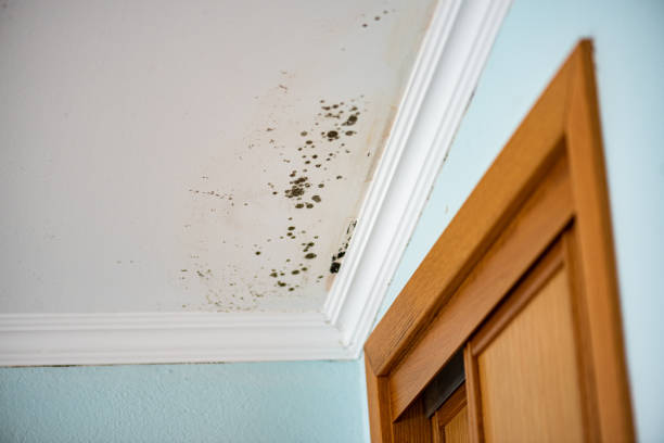 Insurance-Related Mold Remediation